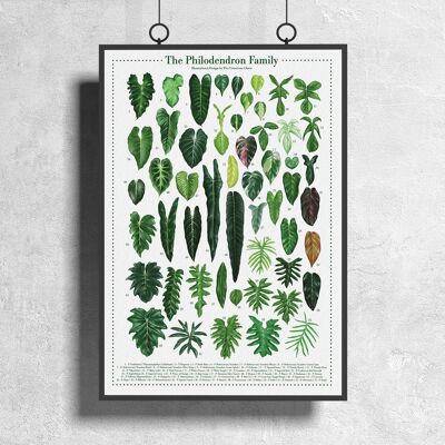 Poster di specie vegetali "Filodendro" DIN A3