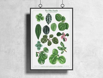 Affiche espèces végétales "Pilea" DIN A3