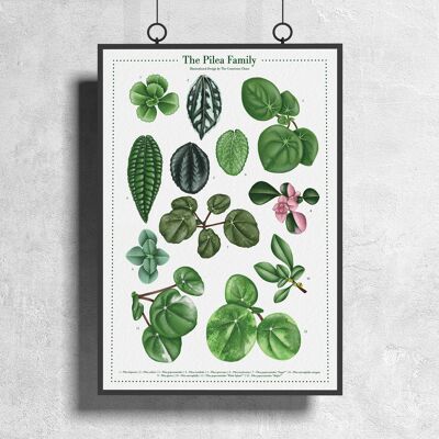 Poster di specie vegetali "Pilea" DIN A3