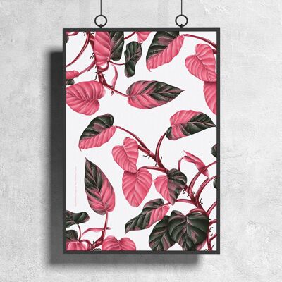 Poster di specie vegetali "Philodendron Pink Princess" DIN A3