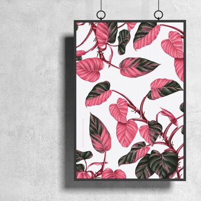 Poster di specie vegetali "Philodendron Pink Princess" DIN A3