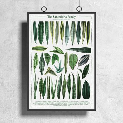 Plantspecies Poster "Sansevieria" DIN A3
