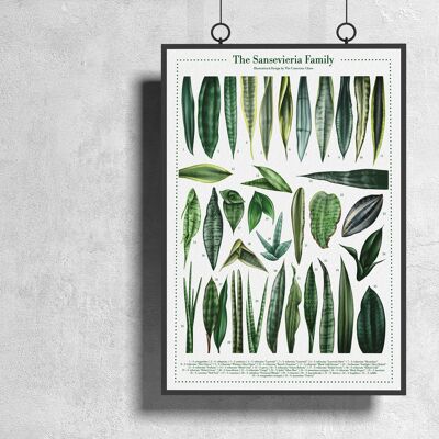 Plant species poster "Sansevieria" DIN A3