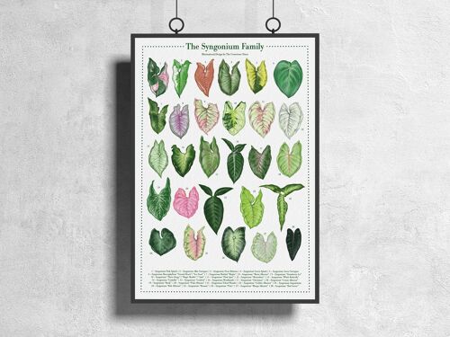 Plantspecies Poster "Syngonium" DIN A3