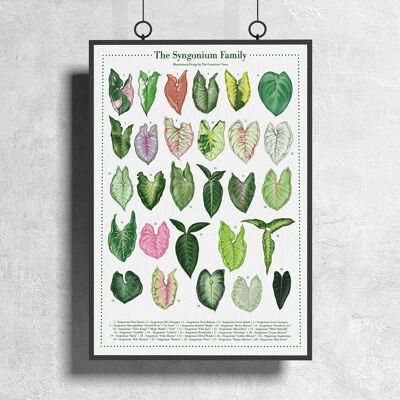 Poster di specie vegetali "Syngonium" DIN A3