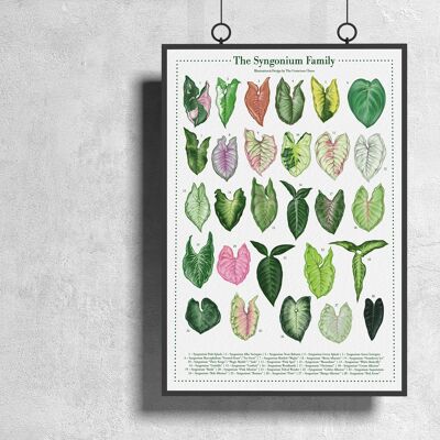 Plantspecies Poster "Syngonium" DIN A3