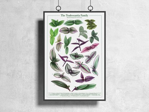 Plantspecies Poster "Tradescantia" DIN A3