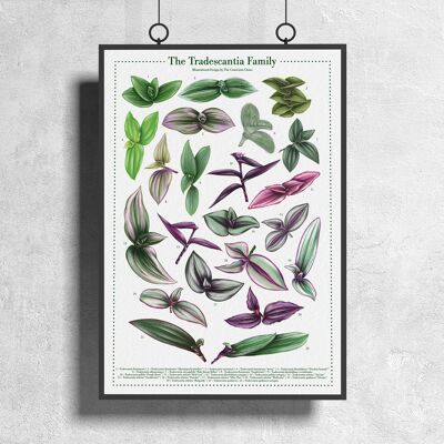 Plant species poster "Tradescantia" DIN A3
