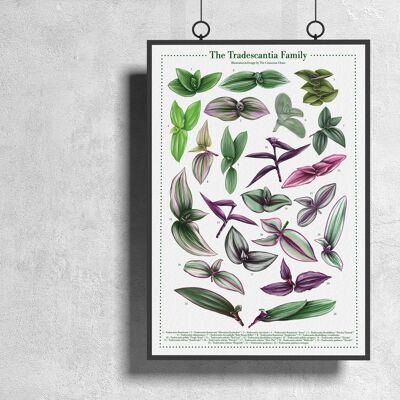 Plantspecies Poster "Tradescantia" DIN A3