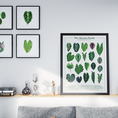 Póster especies vegetales "Alocasia" DIN A2