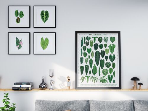 Plantspecies Poster "Anthurium" DIN A2