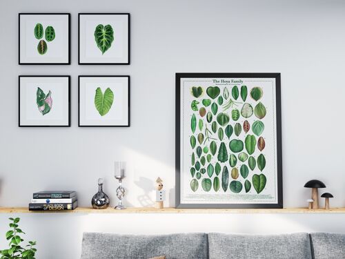 Plantspecies Poster "Hoya" DIN A2