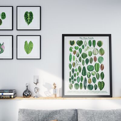Plant species poster "Hoya" DIN A2
