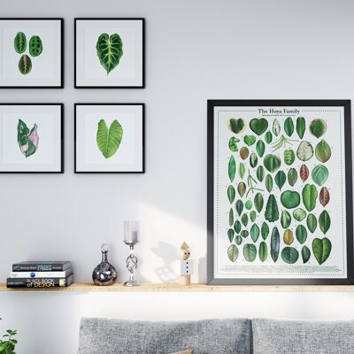Poster di specie vegetali "Hoya" DIN A2