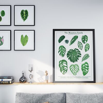 Plant species poster "Monstera" DIN A2