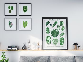 Affiche espèces végétales "Monstera" DIN A2