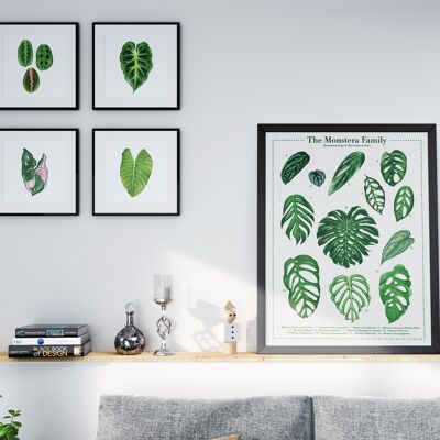 Plant species poster "Monstera" DIN A2