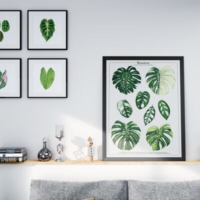 Affiche espèces végétales "Monstera Variegata" DIN A2