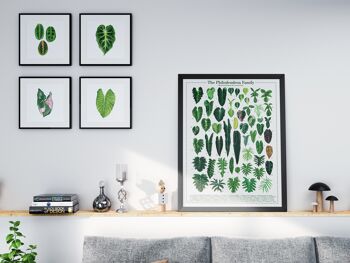 Affiche Espèces végétales "Philodendron" DIN A2