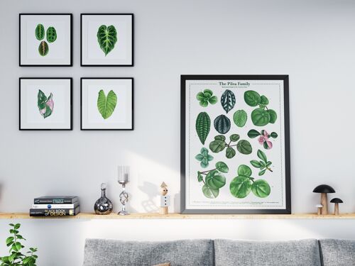 Plantspecies Poster "Pilea" DIN A2