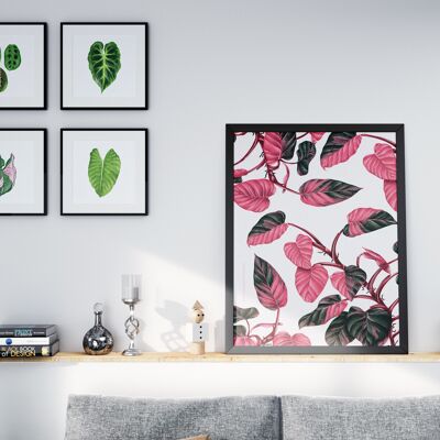 Poster di specie vegetali "Philodendron Pink Princess" DIN A2