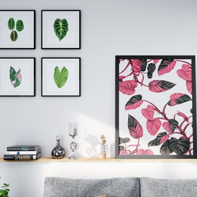 Poster di specie vegetali "Philodendron Pink Princess" DIN A2