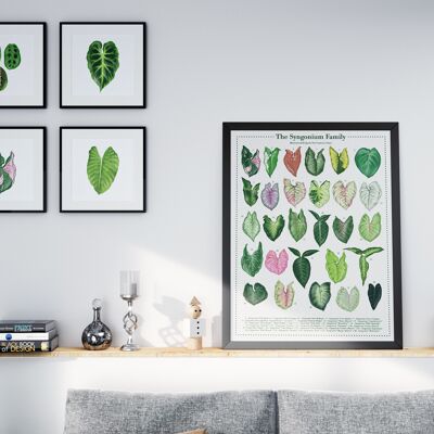 Poster di specie vegetali "Syngonium" DIN A2