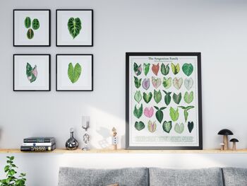 Affiche espèces végétales "Syngonium" DIN A2