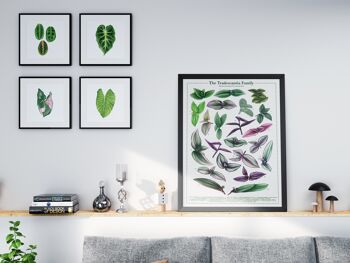 Affiche espèces végétales "Tradescantia" DIN A2