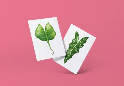 Postkartenserie "Alocasia" DIN A6 | 16 Karten