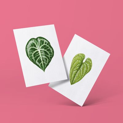 Postcard series "Anthurium" DIN A6 | 20 cards