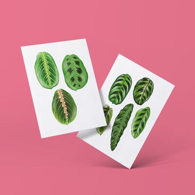 Cartoline serie "Marantaceae" DIN A6 | 12 carte