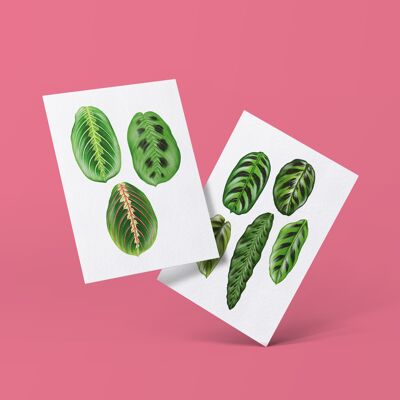 Postkartenserie "Marantaceae" DIN A6 | 12 Karten