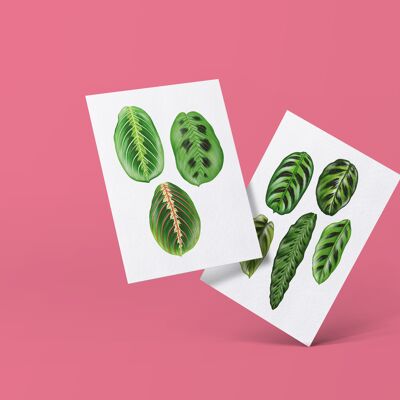 Série de cartes postales "Marantacées" DIN A6 | 12 cartes
