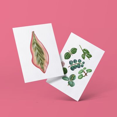 Postcard series "Peperomia" DIN A6 | 8 cards