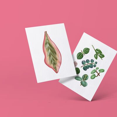 Série de cartes postales "Peperomia" DIN A6 | 8 cartes