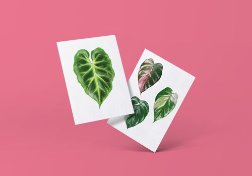 Postkartenserie "Philodendron" DIN A6 | 16 Karten