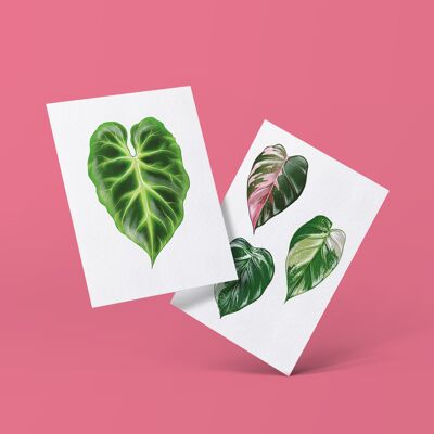 Série de cartes postales "Philodendron" DIN A6 | 16 cartes
