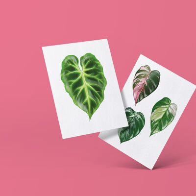 Série de cartes postales "Philodendron" DIN A6 | 16 cartes