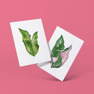 Série de cartes postales "Syngonium" DIN A6 | 16 cartes