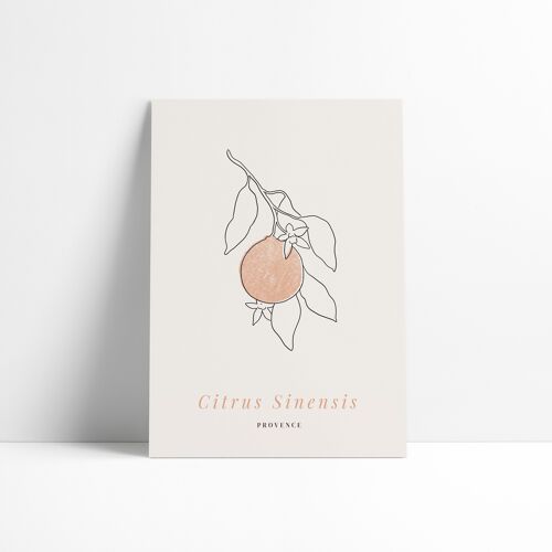Affiche 30x40 cm –  Citrus Sinensis
