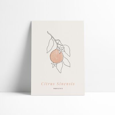 Póster 30x40 cm - Citrus Sinensis