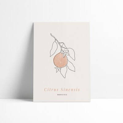 Affiche 30x40 cm –  Citrus Sinensis