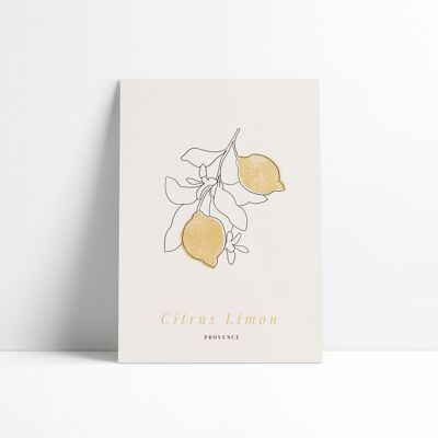 Affiche 30x40 cm –  Citrus Limon