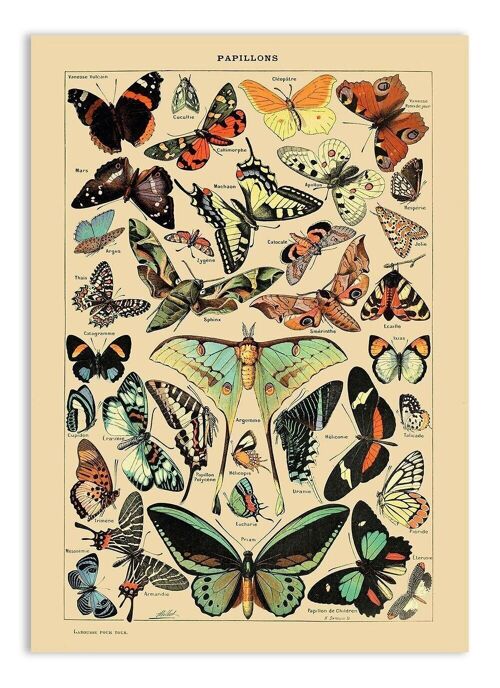 Postcard Vintage Butterflies - Adolphe Millot