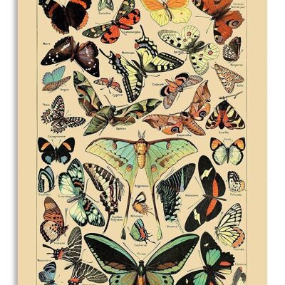 Postkarte Vintage Schmetterlinge - Adolphe Millot