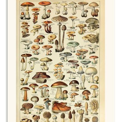 Carte Postale Vintage Champignons - Adolphe Millot