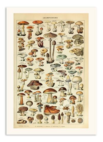 Carte Postale Vintage Champignons - Adolphe Millot 1
