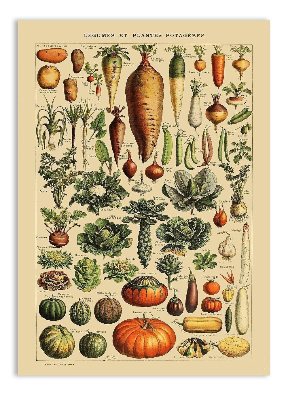 Grußkarte Vintage-Gemüse - Adolphe Millot