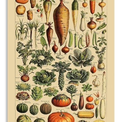 Greeting Card Vintage Vegetables - Adolphe Millot